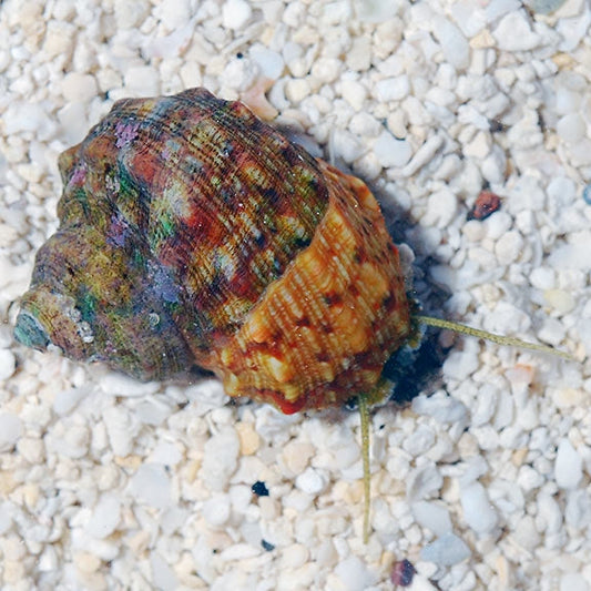 Turbo Snail - Turbo sp.