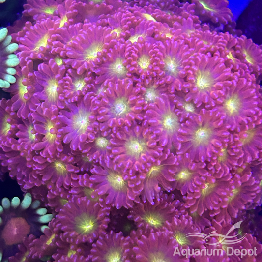 Pink Yellow Center Short Tentacle Goniopora Frag