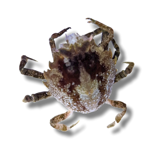 Pitho Crab - Pitho mirabilis