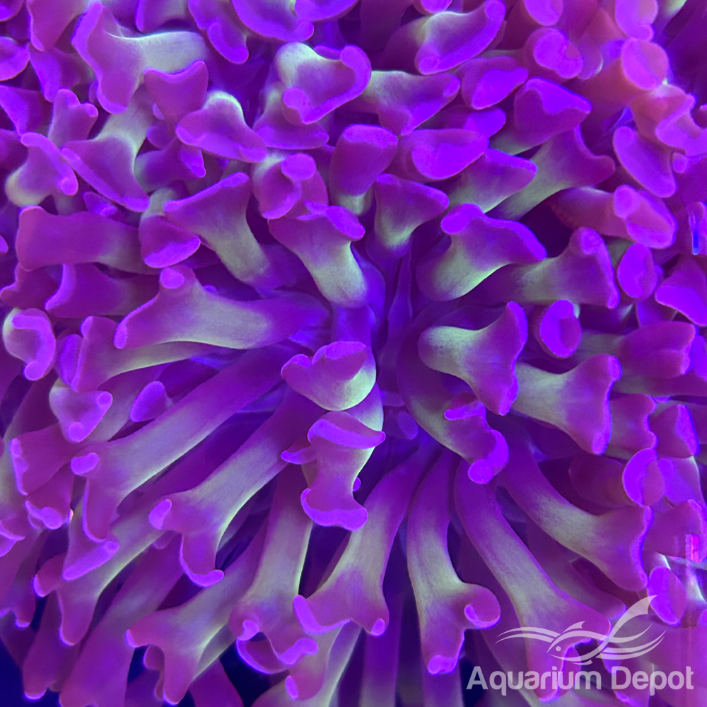 Purple Branching Hammer Frag (Euphyllia paraancora)