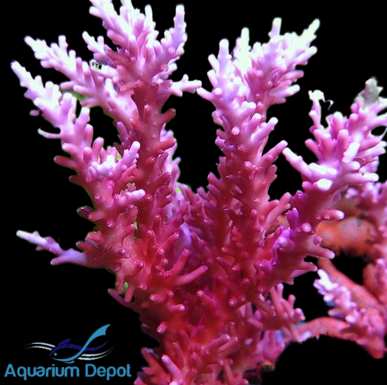 Red Dragon Acro Frag