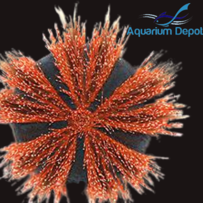 Red Tuxedo Urchin (Mespilia globulus)