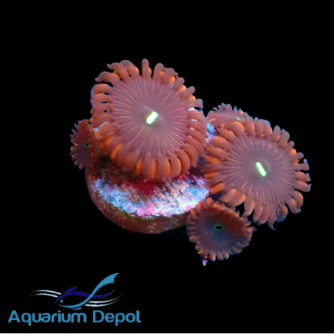 Purple People Eater Zoa (Zoanthus sp.)