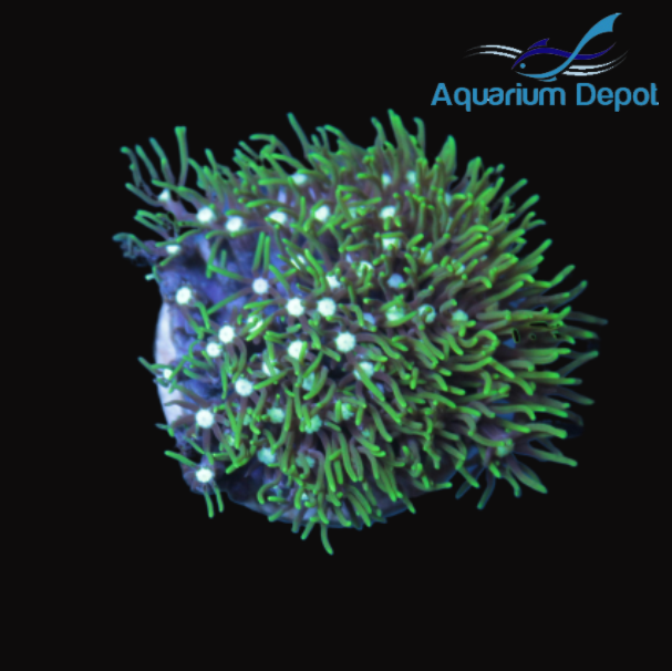 Neon Green Starburst Polyp Frag (Briareum sp.)