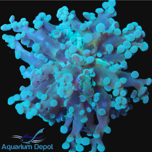 Frogspawn Frag (Euphyllia divisa)