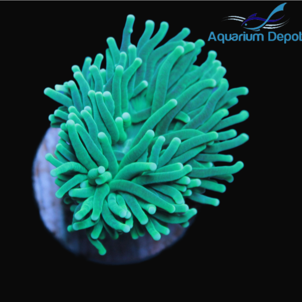 Electric Green Torch Frag (Euphyllia glabrescens)