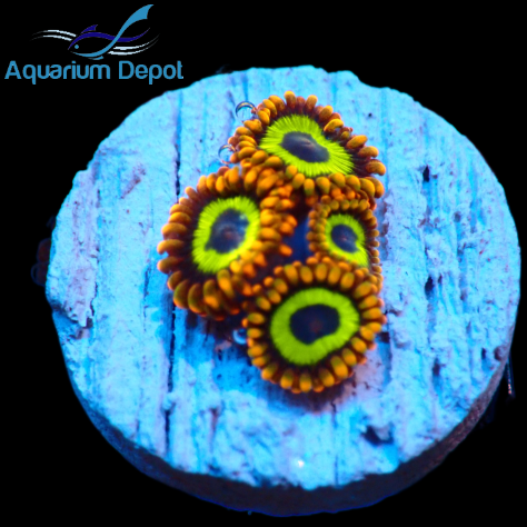 Fruit Loops Zoa (Zoanthus sp.)