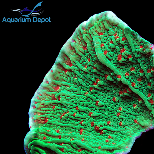 Season's Greetings Montipora Frag (Montipora sp.)