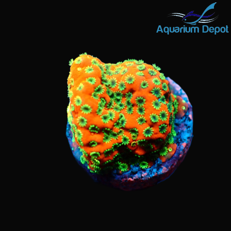 Sunset Montipora Frag (Montipora sp.)