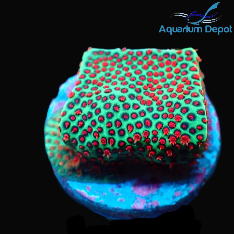 Reverse Sunset Montipora (Montipora sp.)