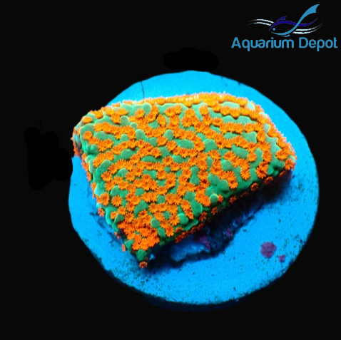 JF Aquaman Montipora Frag (Montipora sp.)