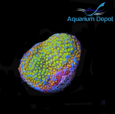 Rainbow Montipora Frag (Montipora sp.)