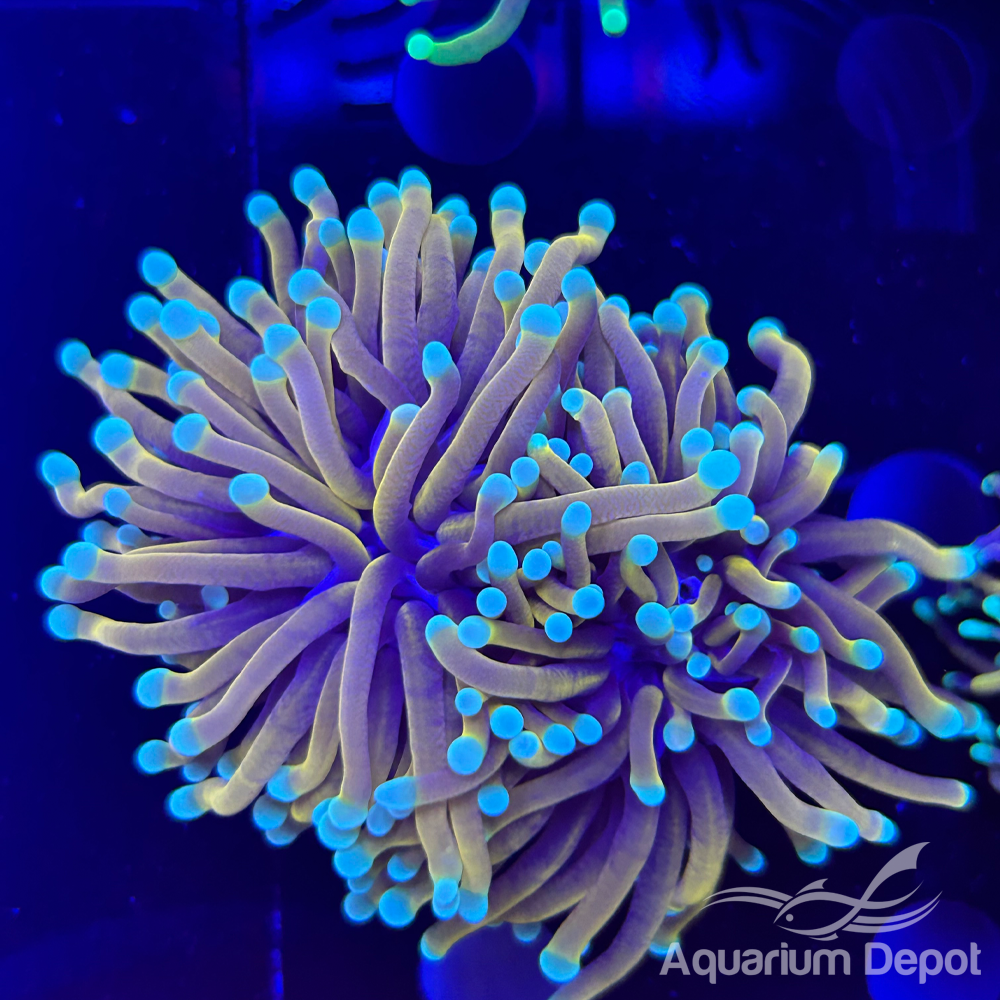 Solid Gold Blue Tip Indo Torch (Euphyllia glabrescens)