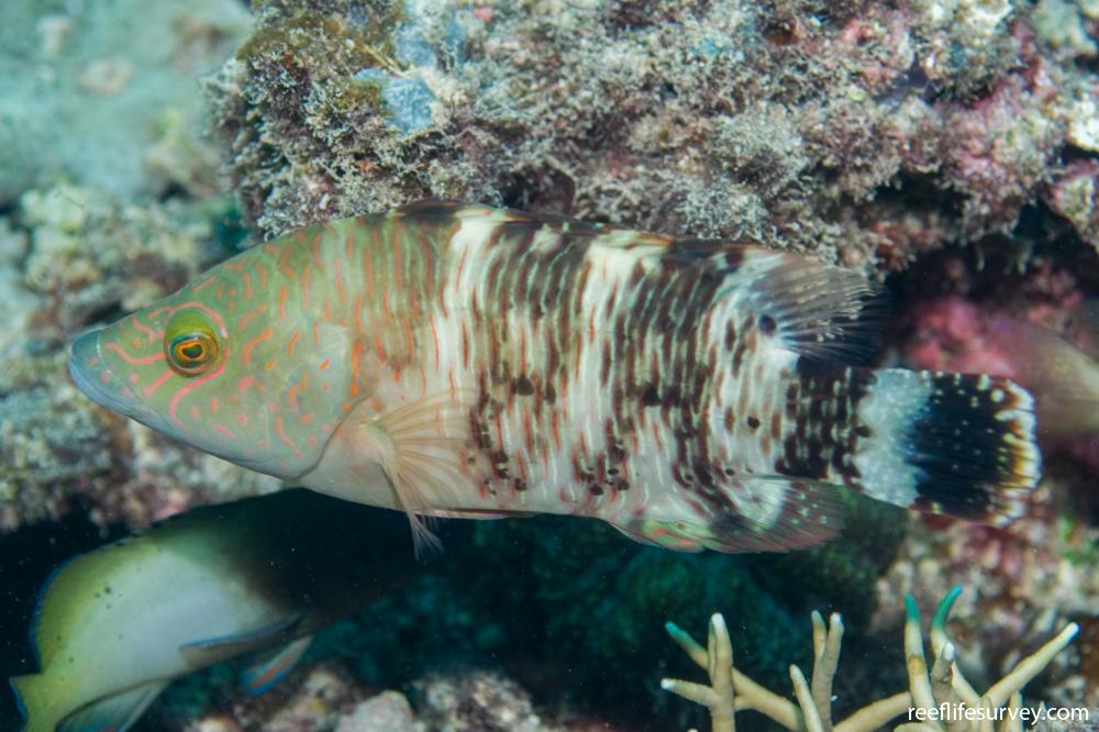 Tripletail Maori Wrasse - Cheilinus trilobatus