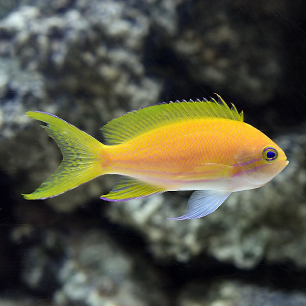 Squarespot Anthias - Pseudanthias pleurotaenia