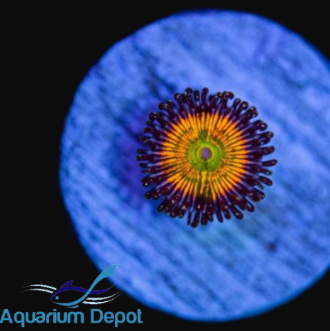 Sunny D Zoa (Zoanthus sp.)