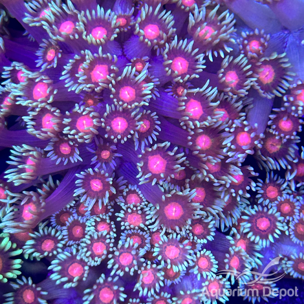 Teal Pink Center Goniopora Frag