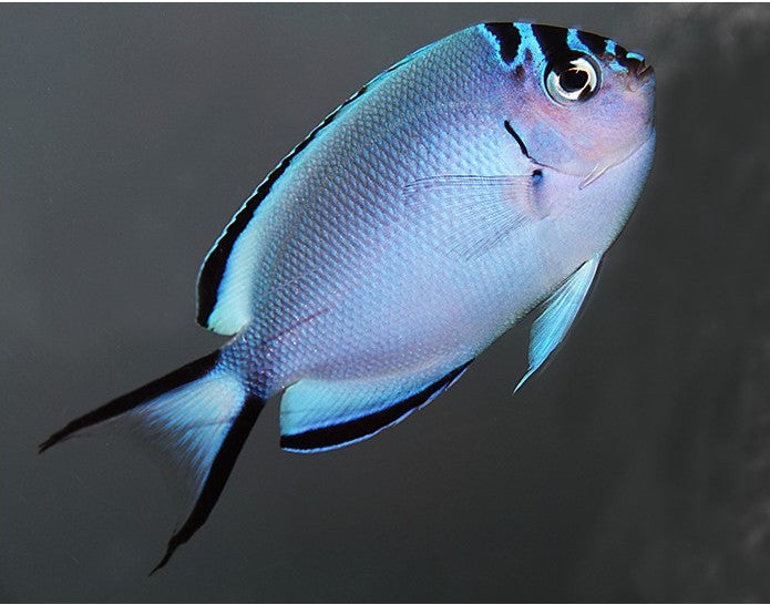 Watanabe Angelfish - Genicanthus watanabei