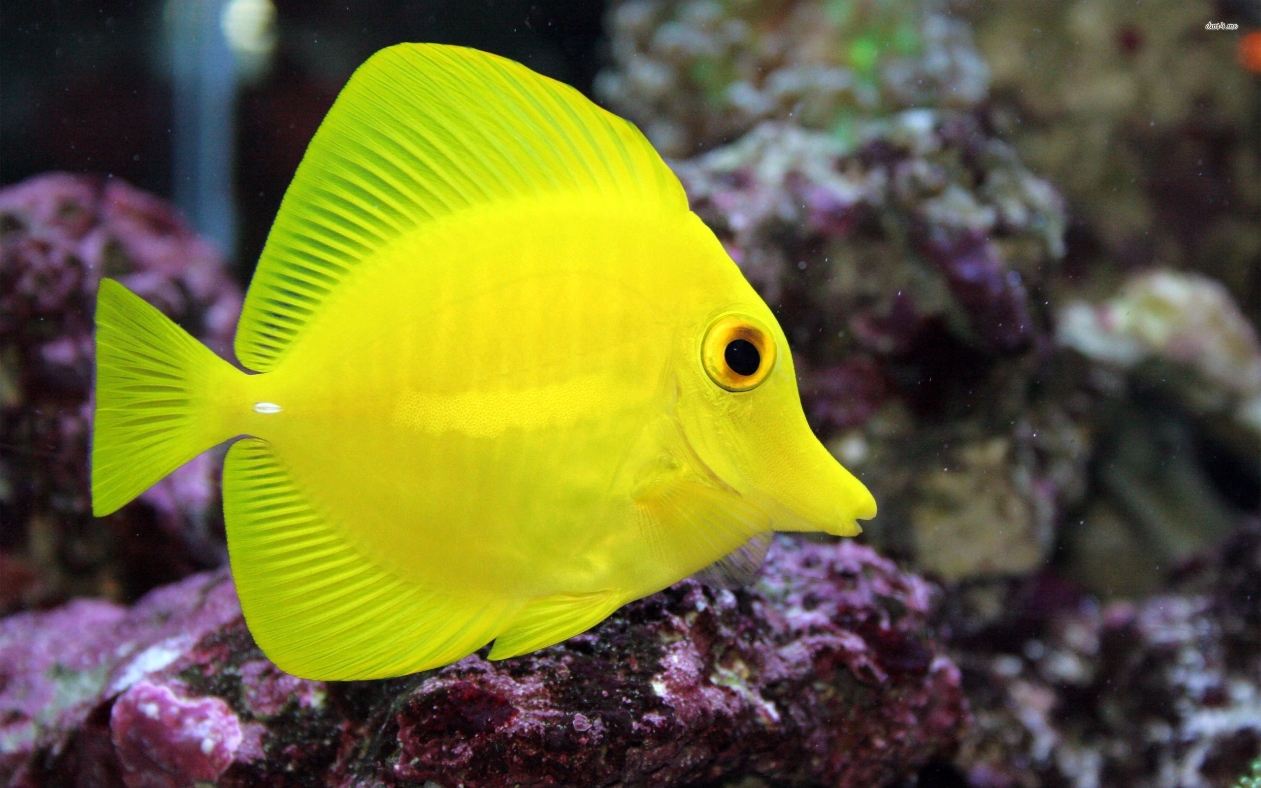 Yellow Tang - Zebrasoma flavescens - Biota Captive Bred - Small