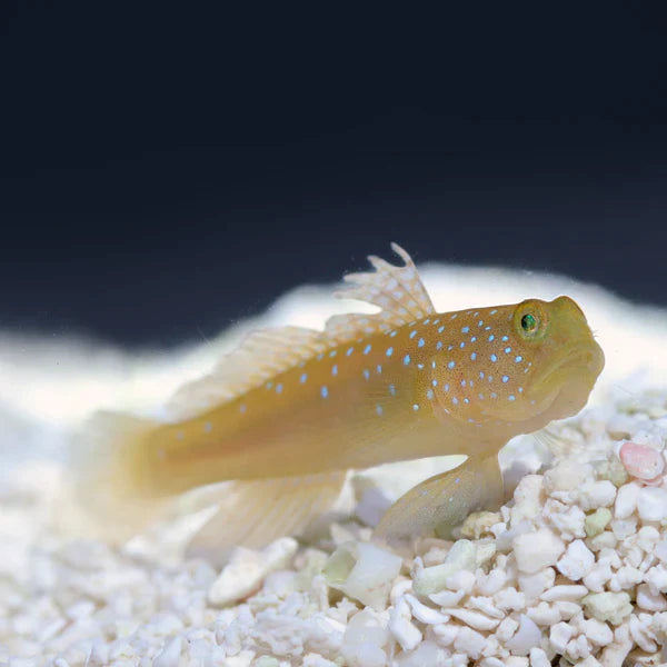 Yellow Watchman Goby - Cryptocentrus cinctus - Biota Captive Bred