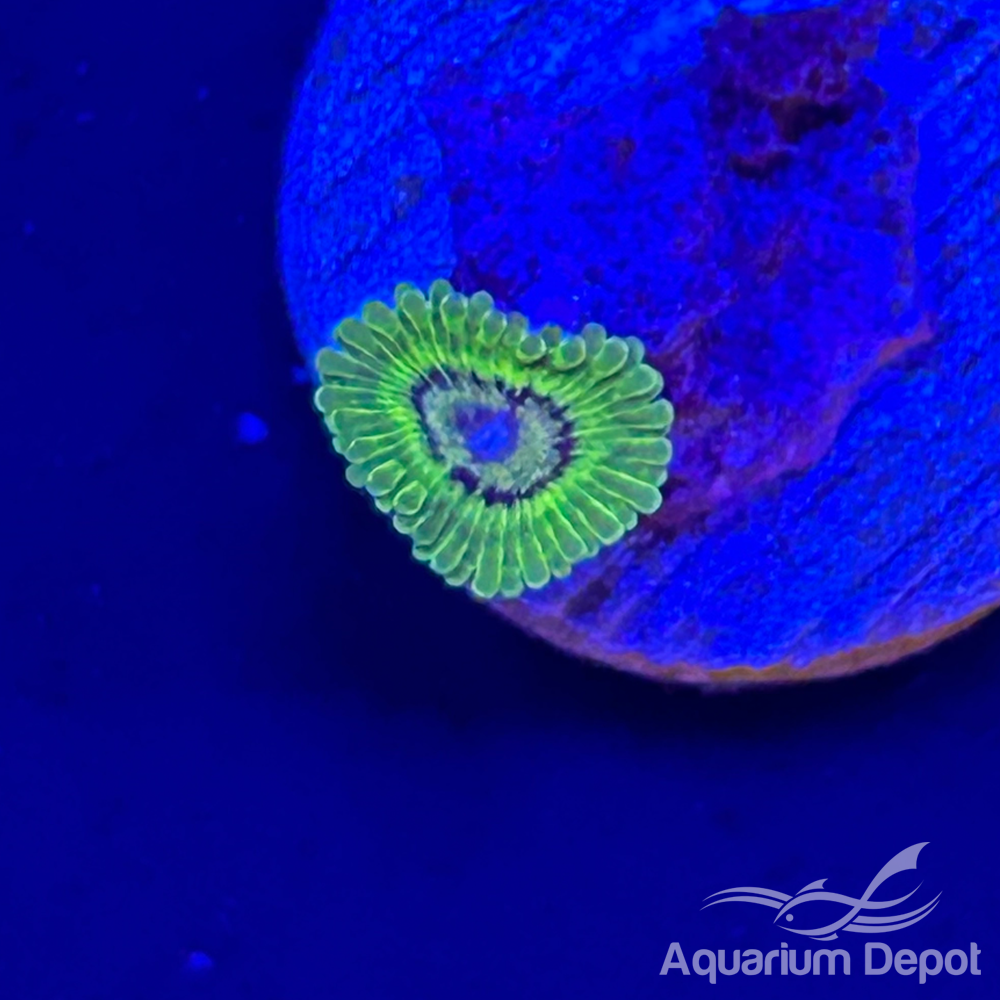 Neon Green Zoa 1-2 polyps(Zoanthus sp.)